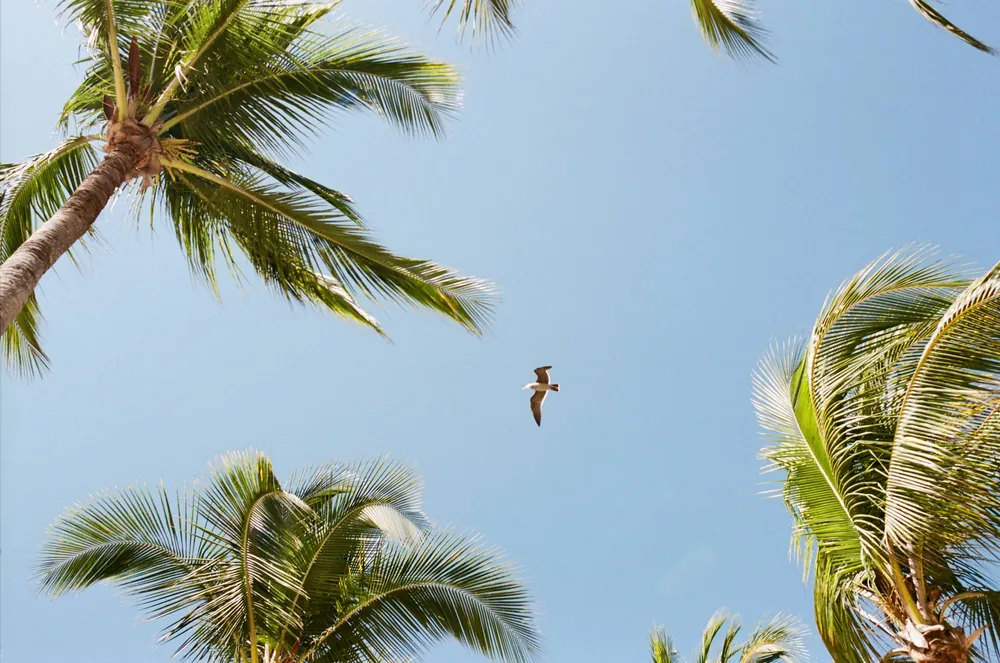 Palm fronds and a single bird against an open sky
